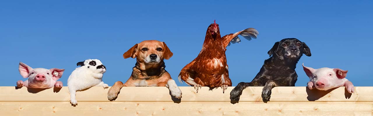 Fazendas com animais na Itália