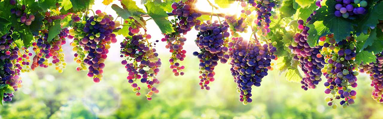 Férias em vinhedos na Toscana