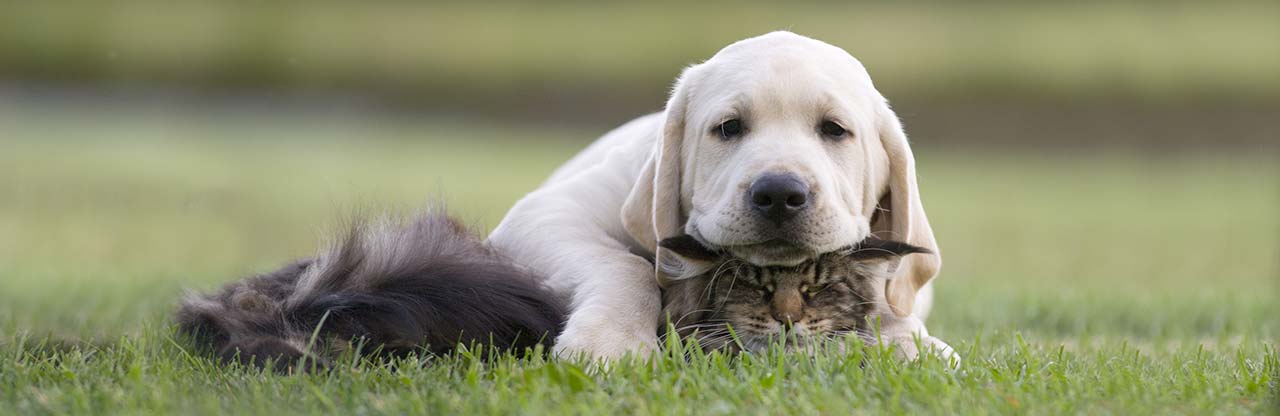 Fazenda amiga dos animais