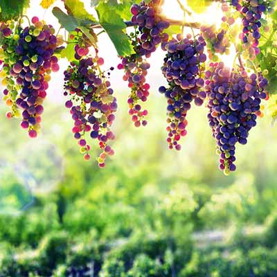 Férias cercadas por vinhedos na Toscana